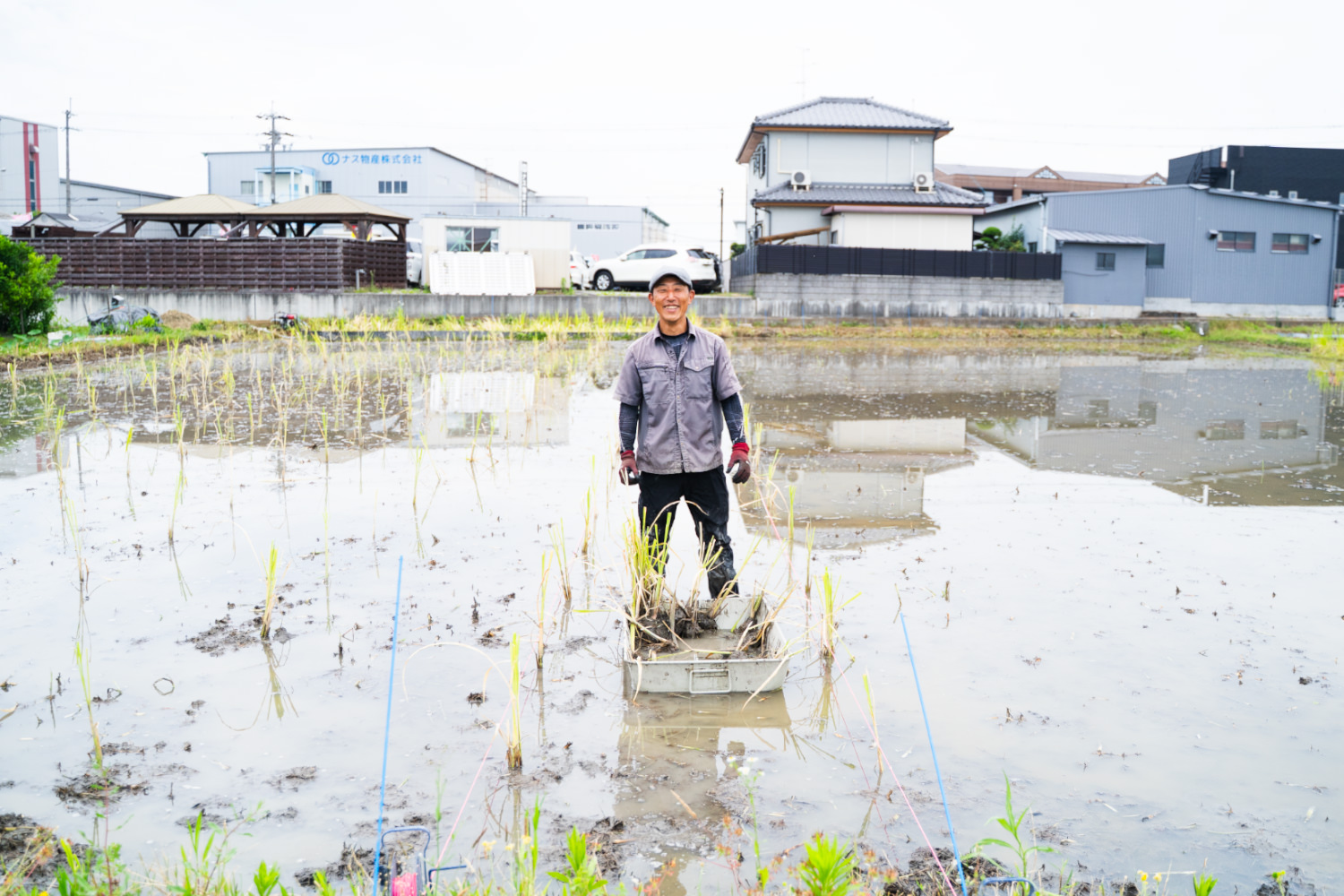 大阪府堺市のマコモ自然栽培農家 川澤健二さんを訪れて