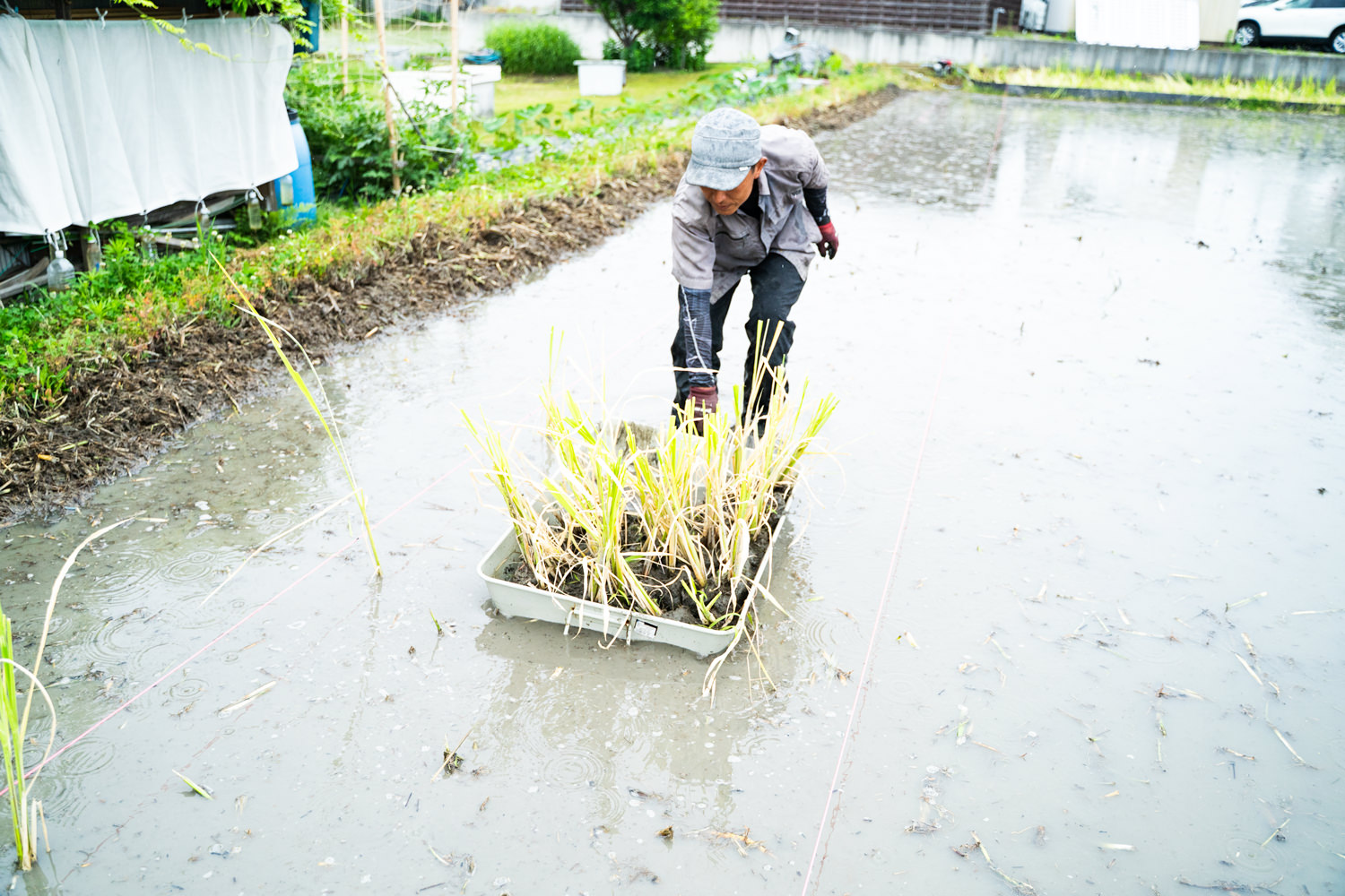 大阪府堺市のマコモ自然栽培農家 川澤健二さんを訪れて